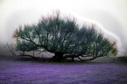 Purple land